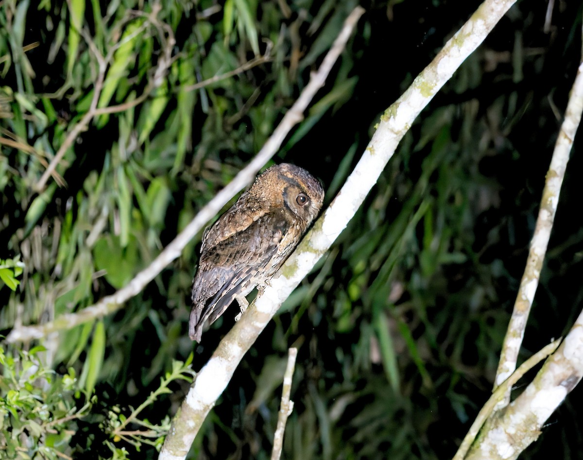 Black-capped Screech-Owl - ML629853305