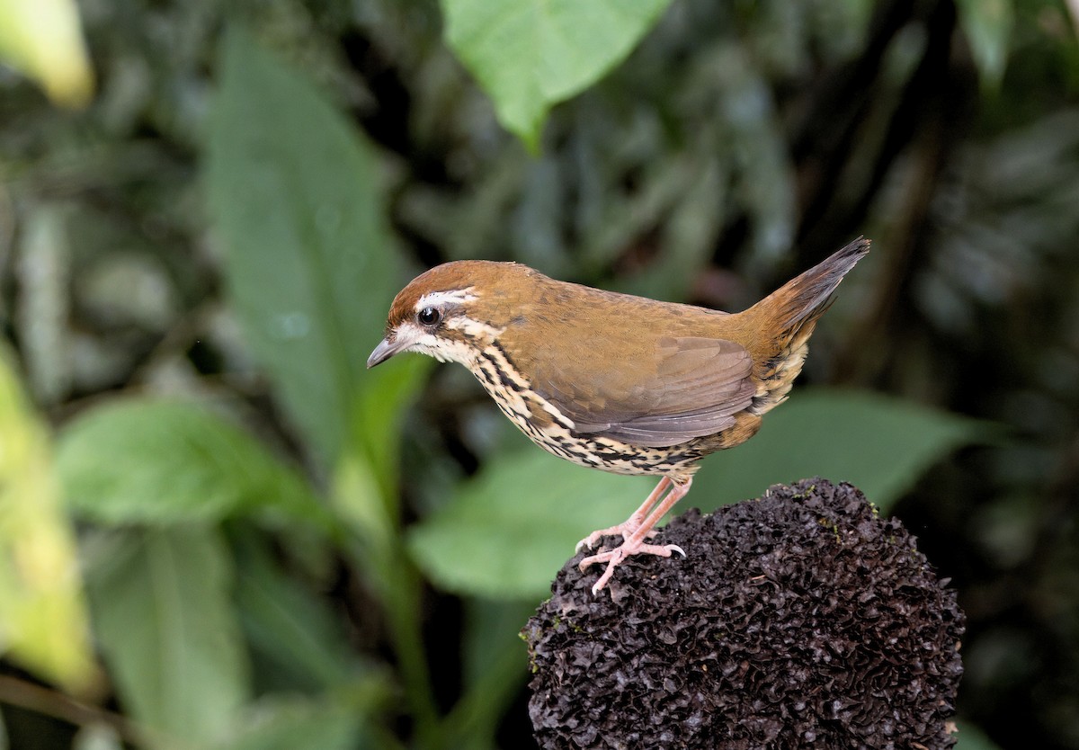 Such's Antthrush - ML629853316