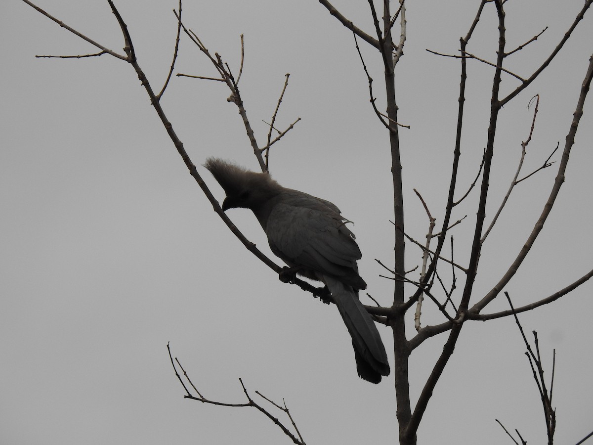 Gray Go-away-bird - ML629853401