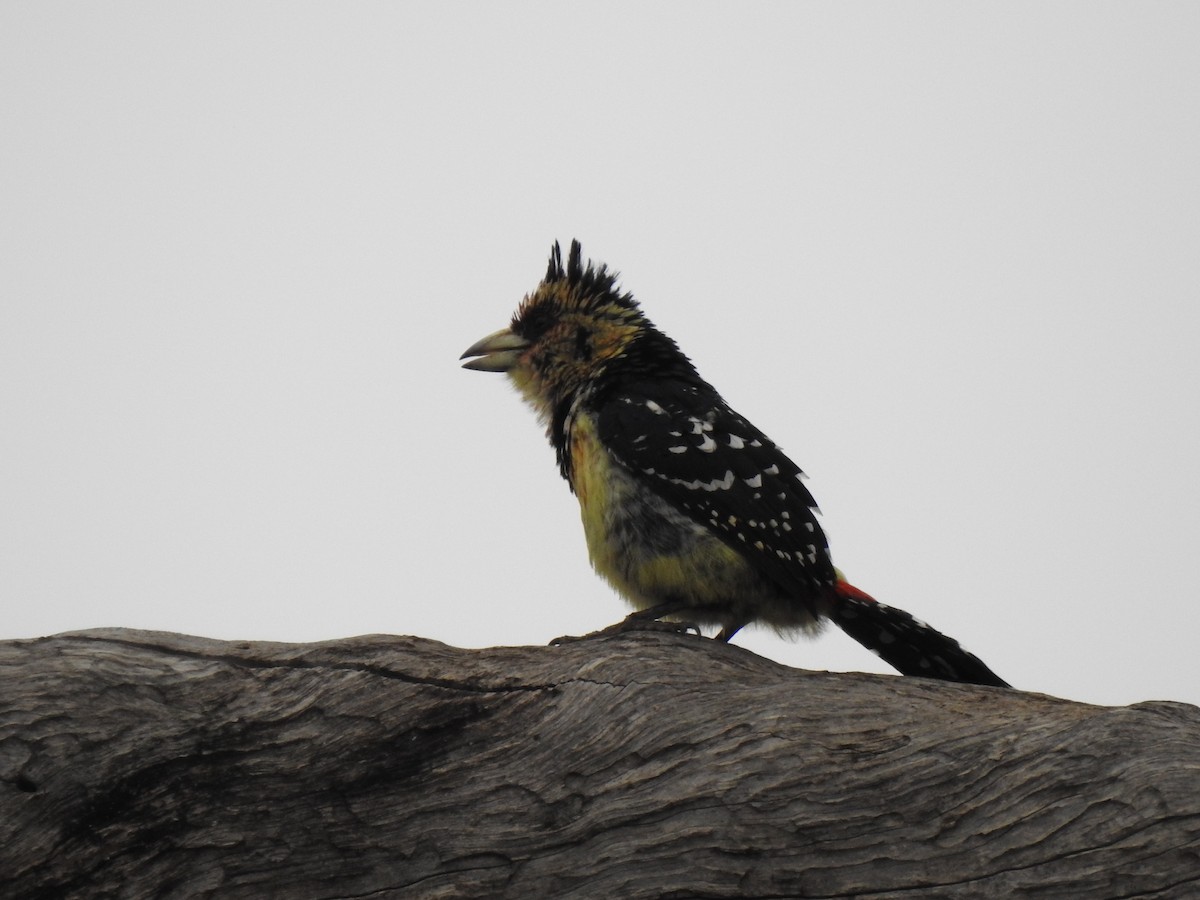 Crested Barbet - ML629853402