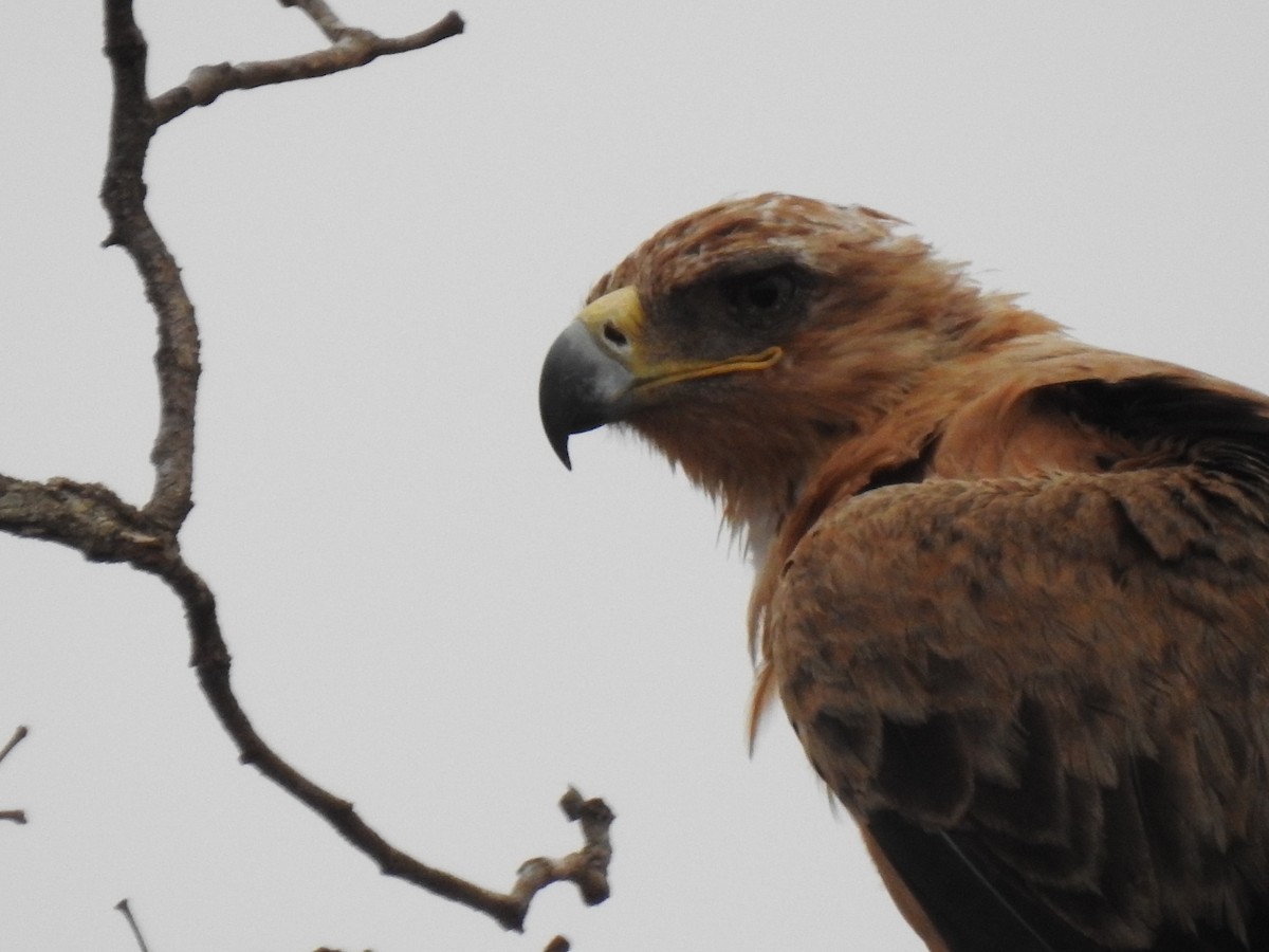 Wahlberg's Eagle - ML629853409