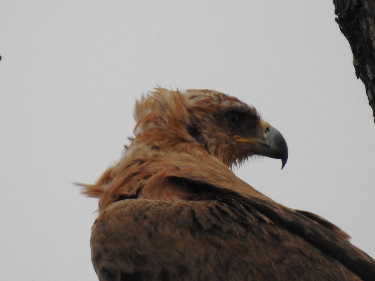 Wahlberg's Eagle - ML629853410