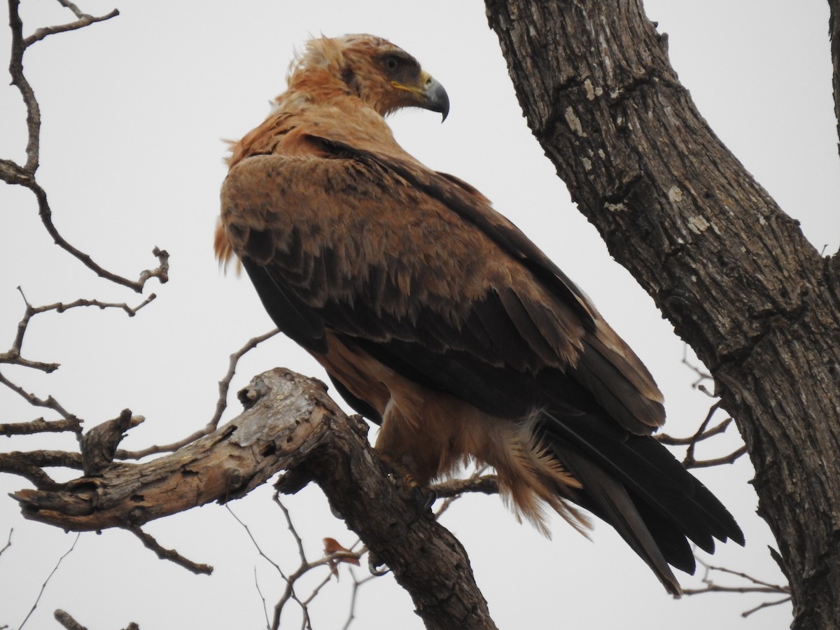 Wahlberg's Eagle - ML629853411
