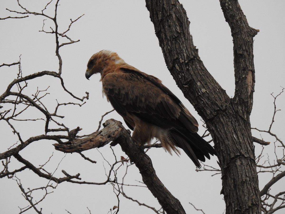 Wahlberg's Eagle - ML629853412