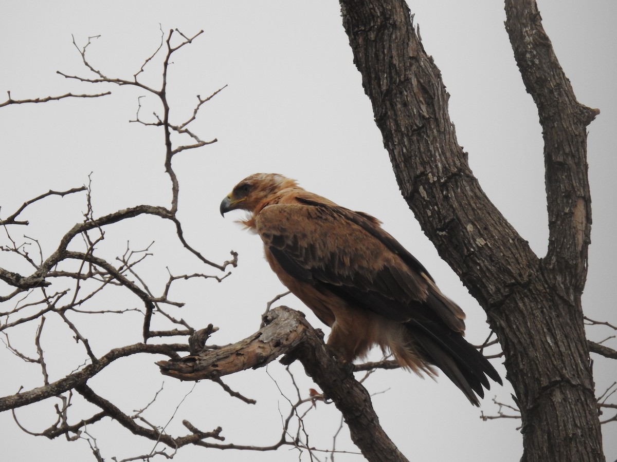 Wahlberg's Eagle - ML629853413