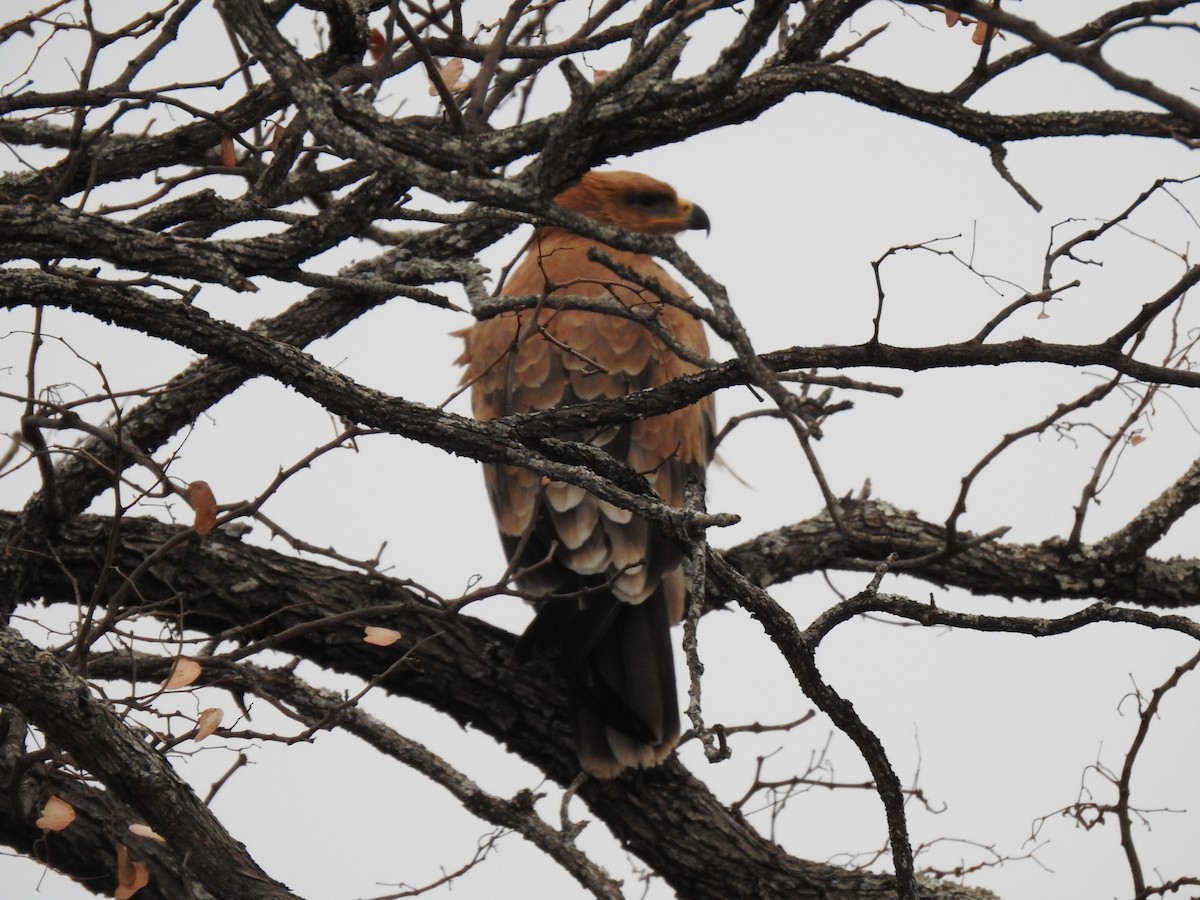 Wahlberg's Eagle - ML629853414