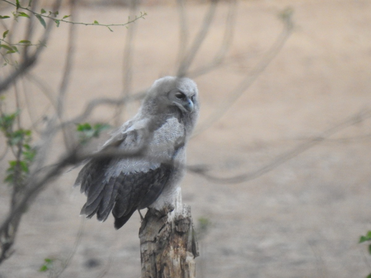 Verreaux's Eagle-Owl - ML629853415