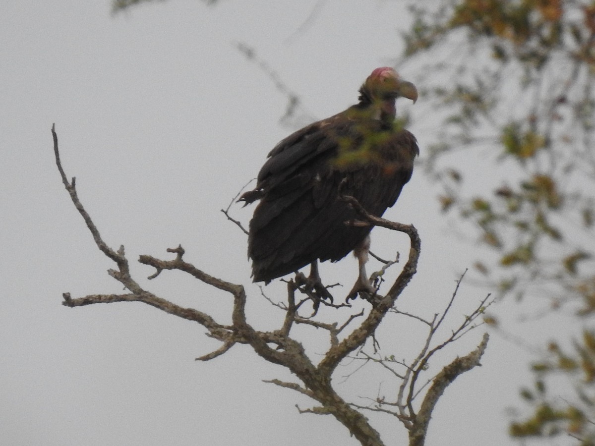 Lappet-faced Vulture - ML629853423