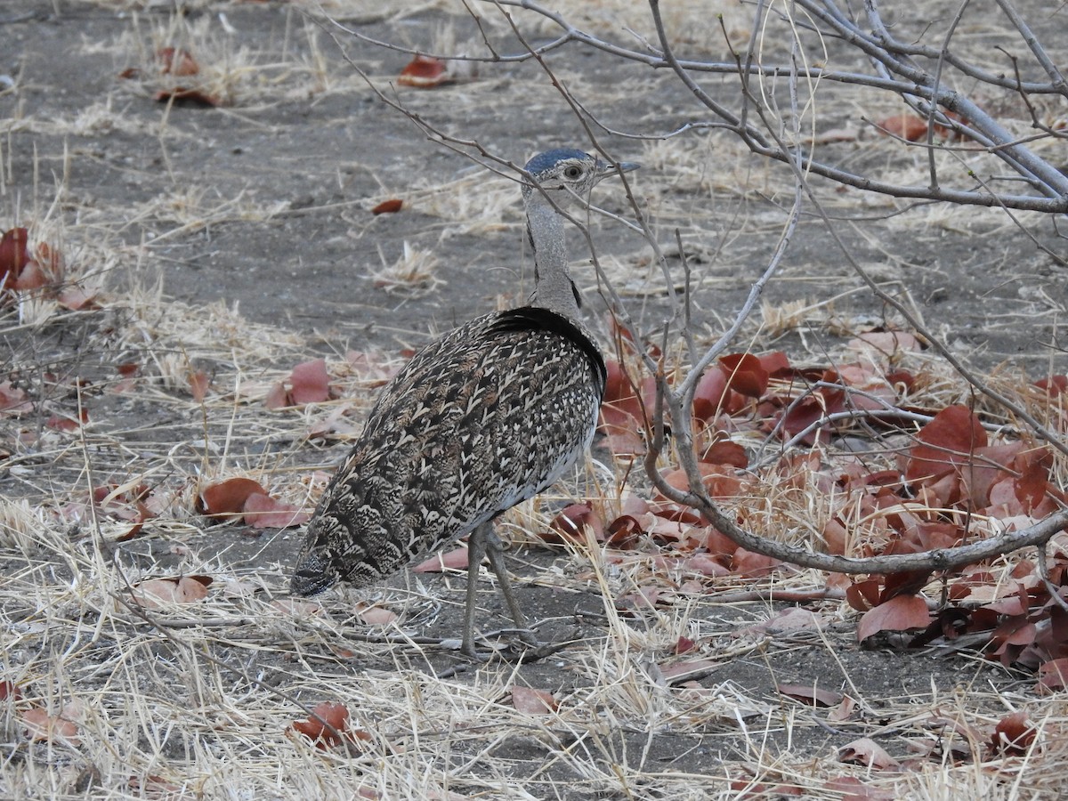 Red-crested Bustard - ML629853428