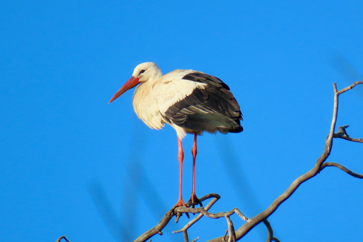 stork - ML629853722