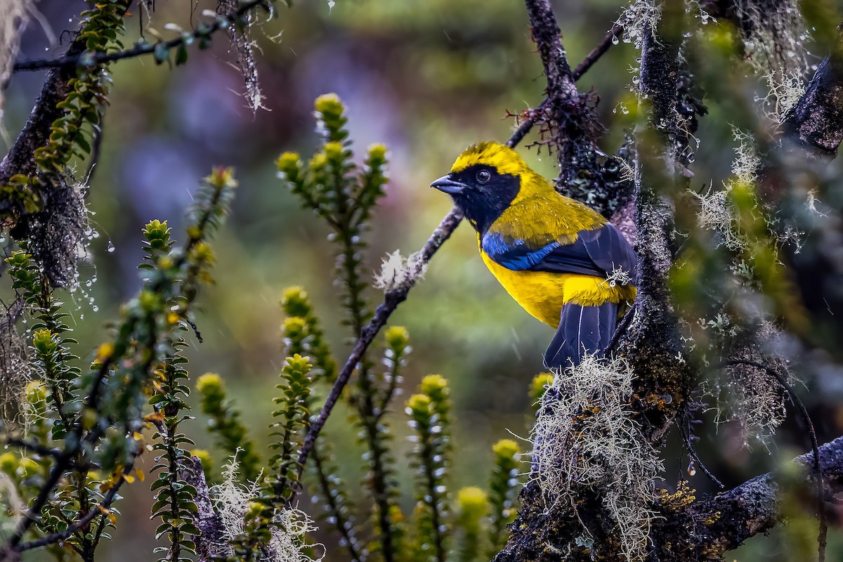 Masked Mountain Tanager - ML629854174