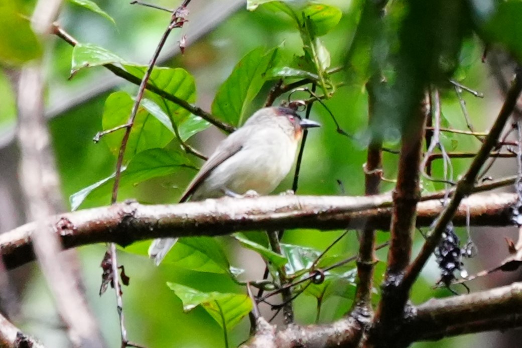 Visayan Babbler - ML629854230