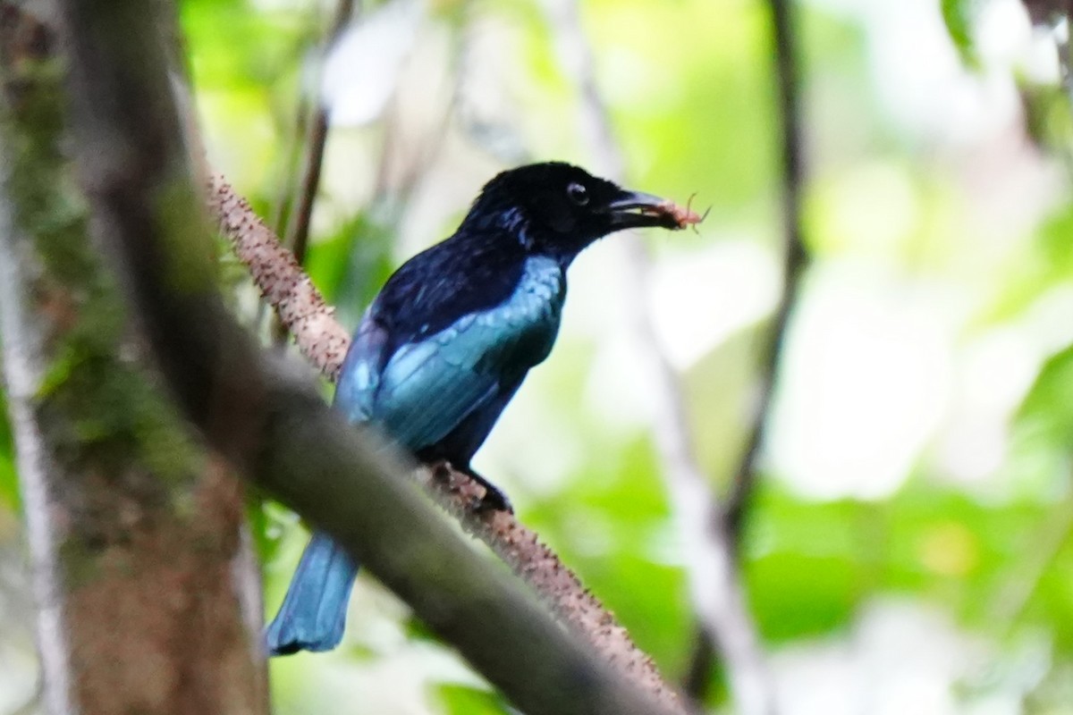 Short-tailed Drongo - ML629854249