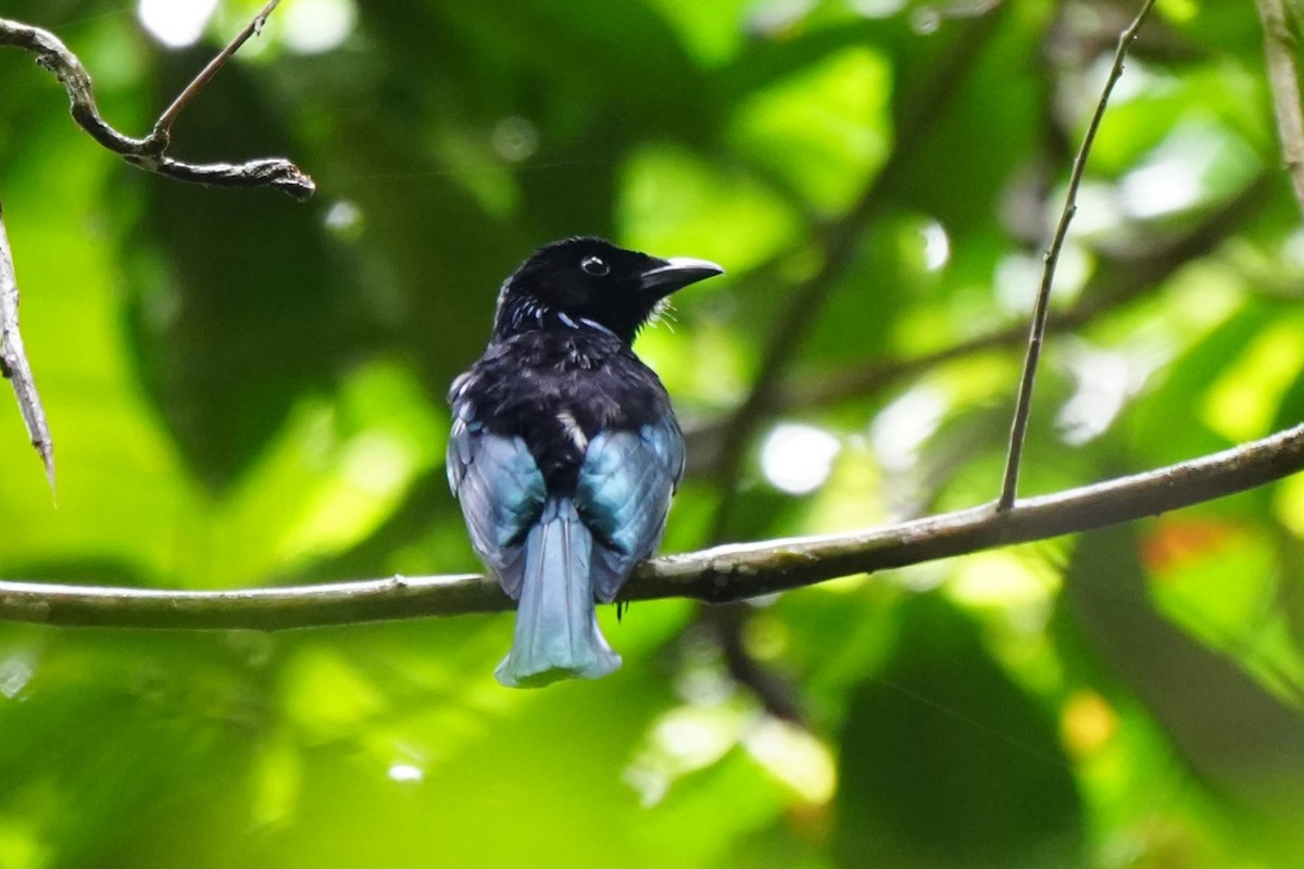 Short-tailed Drongo - ML629854250