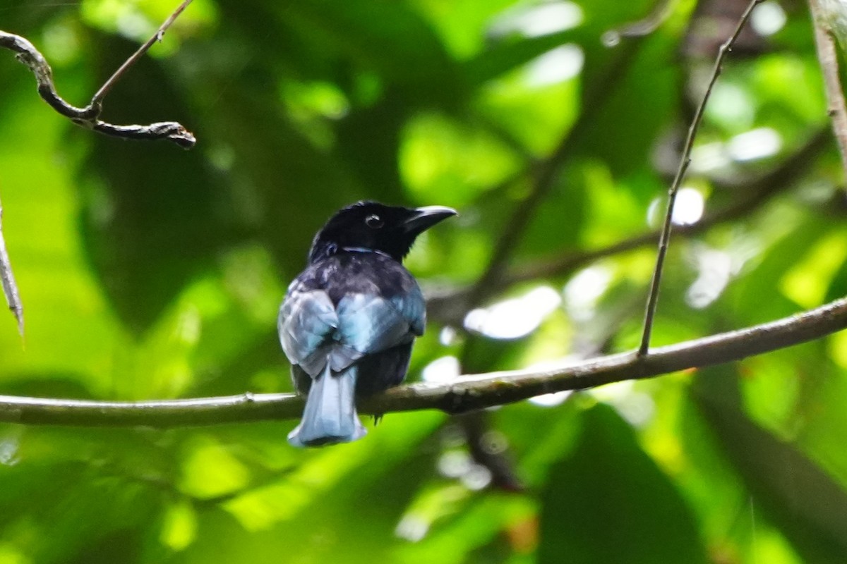 Short-tailed Drongo - ML629854251