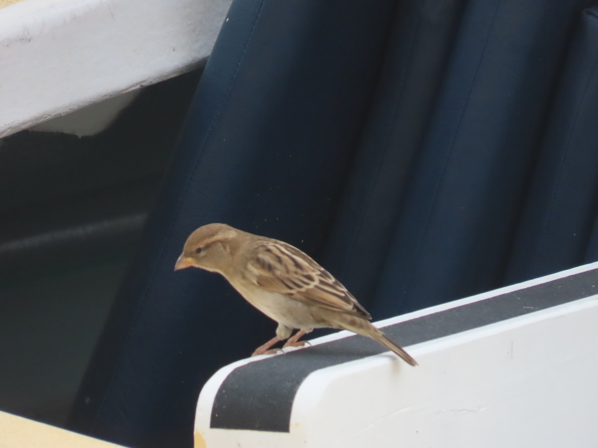 Spanish Sparrow - ML629854289