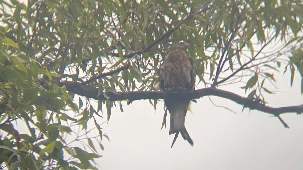 Square-tailed Kite - ML629854521