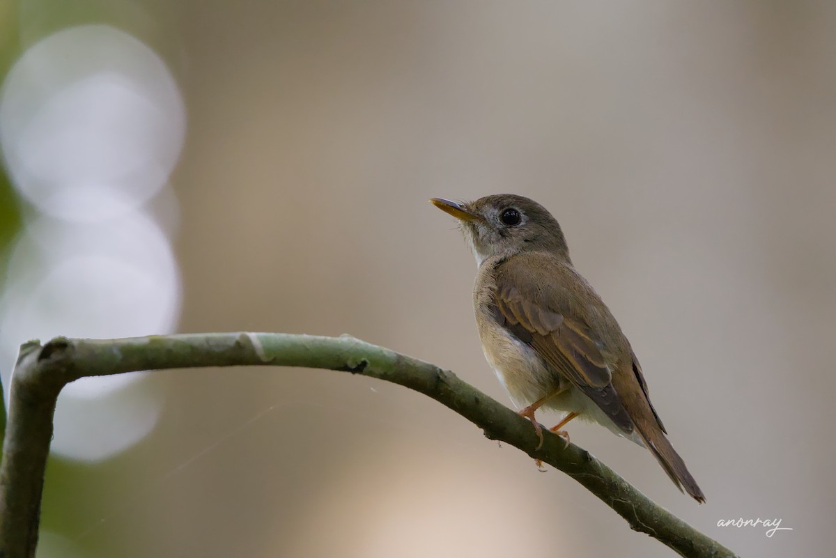 Kahverengi Sırtlı Sinekkapan - ML629854603