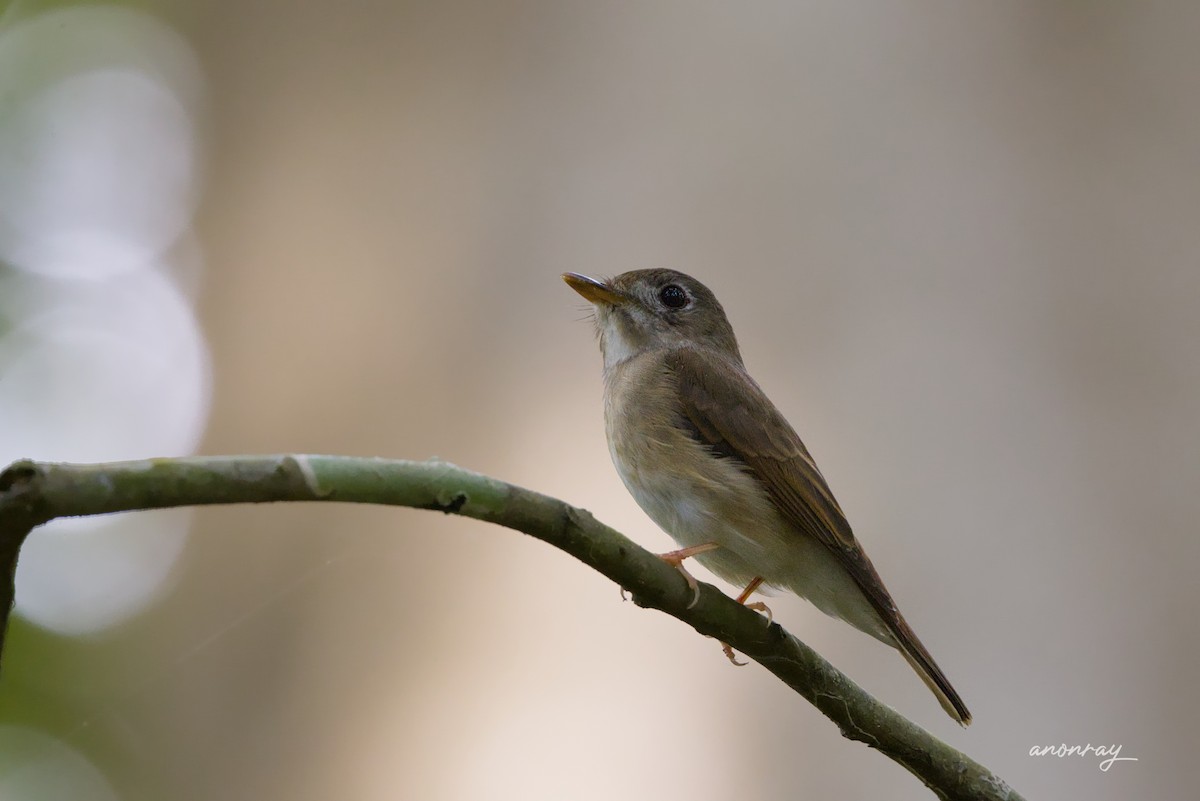 Kahverengi Sırtlı Sinekkapan - ML629854607