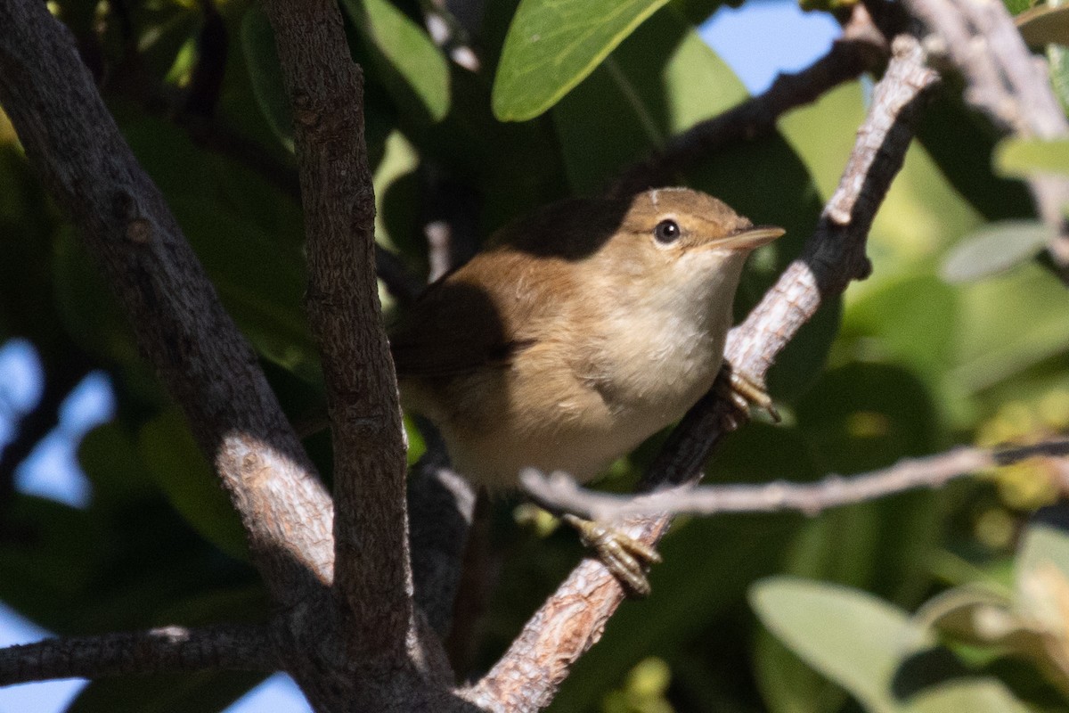 Common Reed Warbler (African) - ML629854620