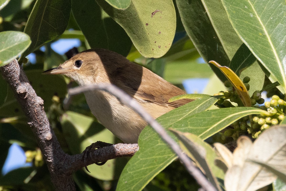 Common Reed Warbler (African) - ML629854621