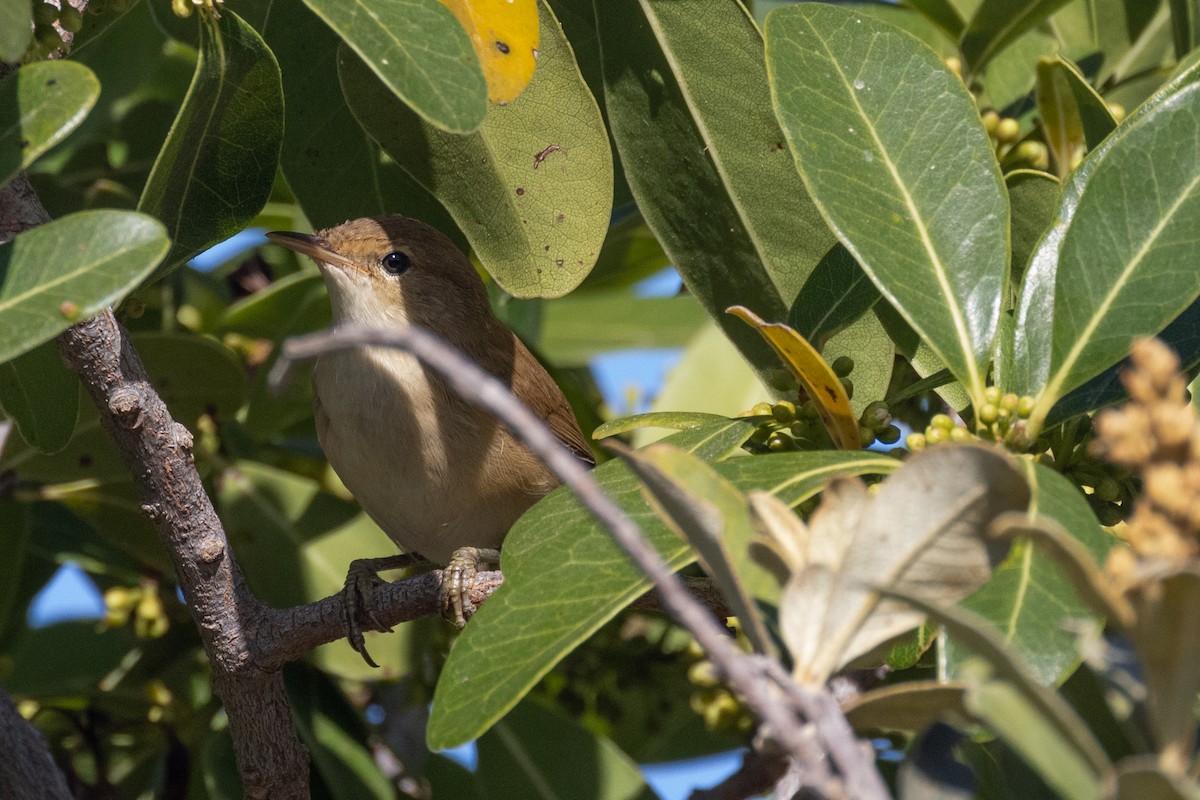 Common Reed Warbler (African) - ML629854622