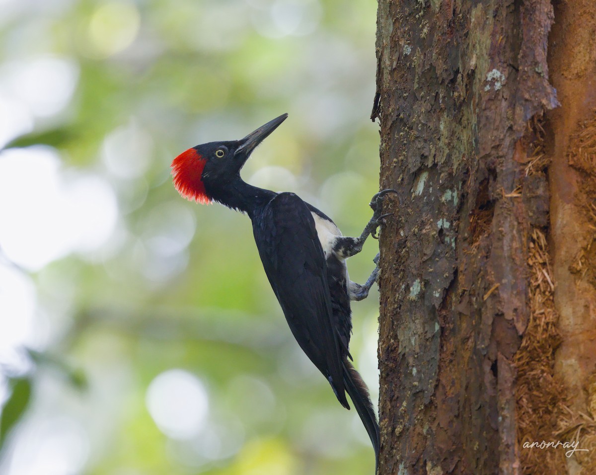 Ak Karınlı Kara Ağaçkakan - ML629854641
