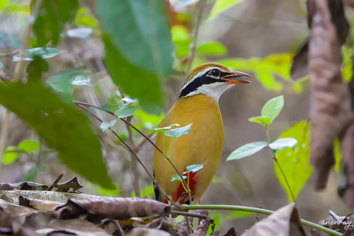 Hint Pittası - ML629854684