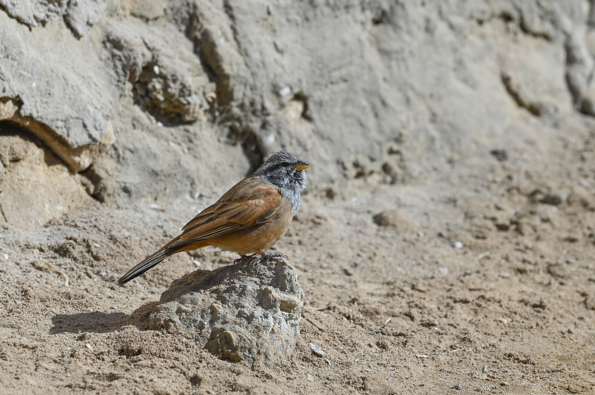 House Bunting - ML629854725