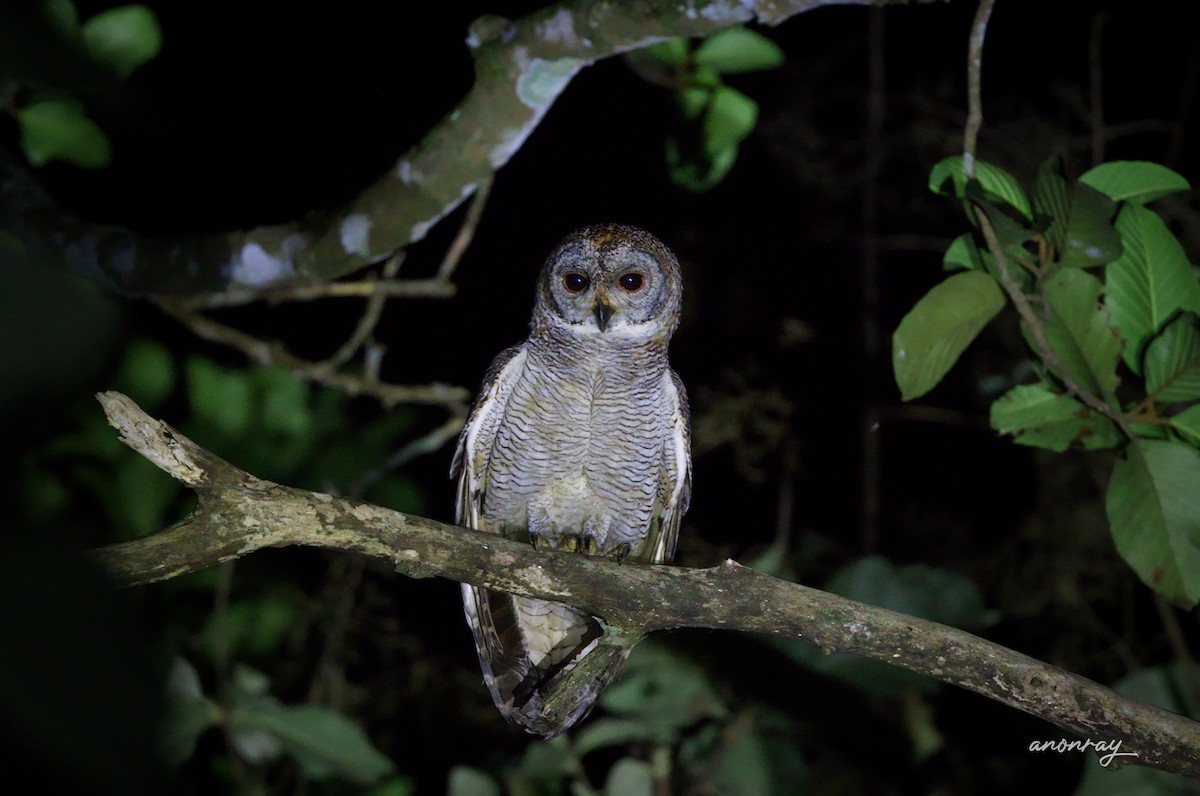 Yazılı Gri Baykuş - ML629854727