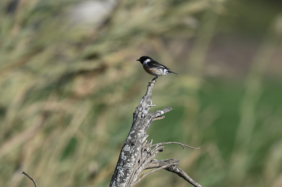 European Stonechat - ML629854733