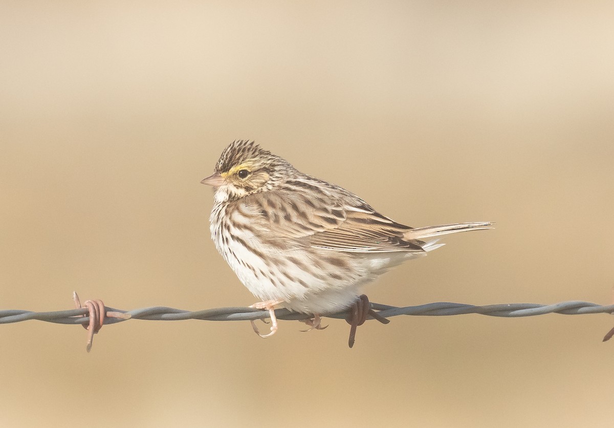 Savannah Sparrow - ML629854761