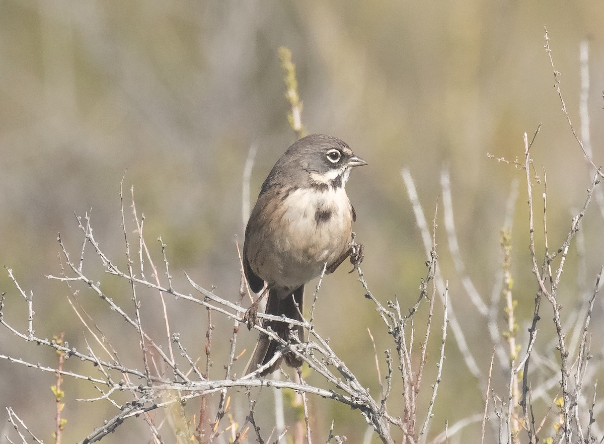 Bell's Sparrow - ML629854787