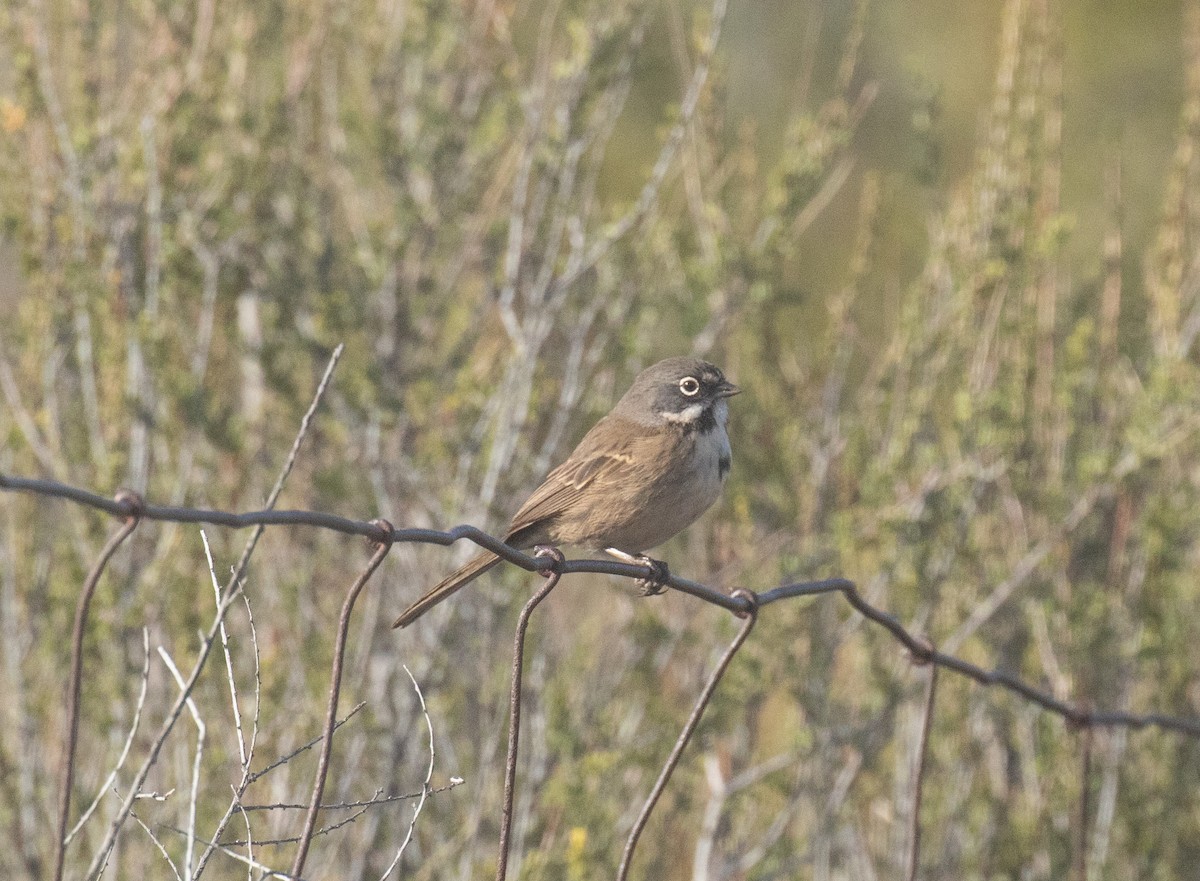 Bell's Sparrow - ML629854788