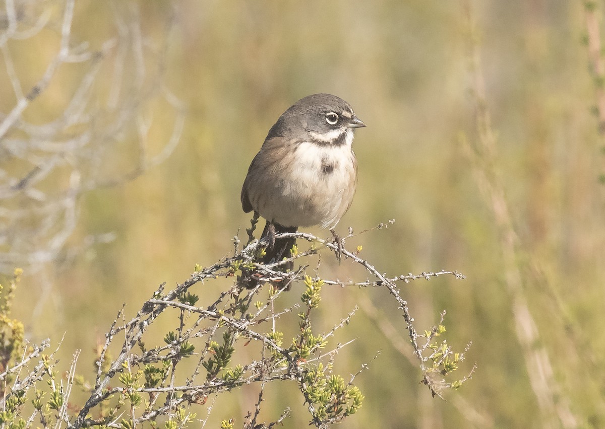 Bell's Sparrow - ML629854789