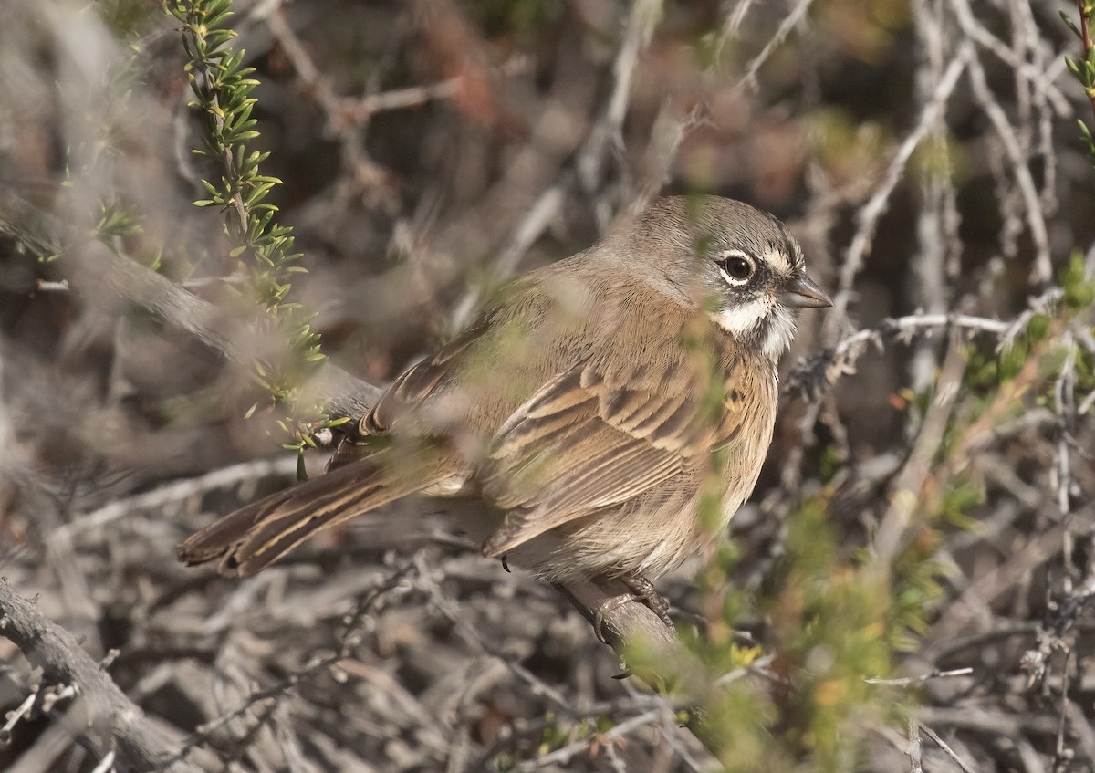Bell's Sparrow - ML629854791