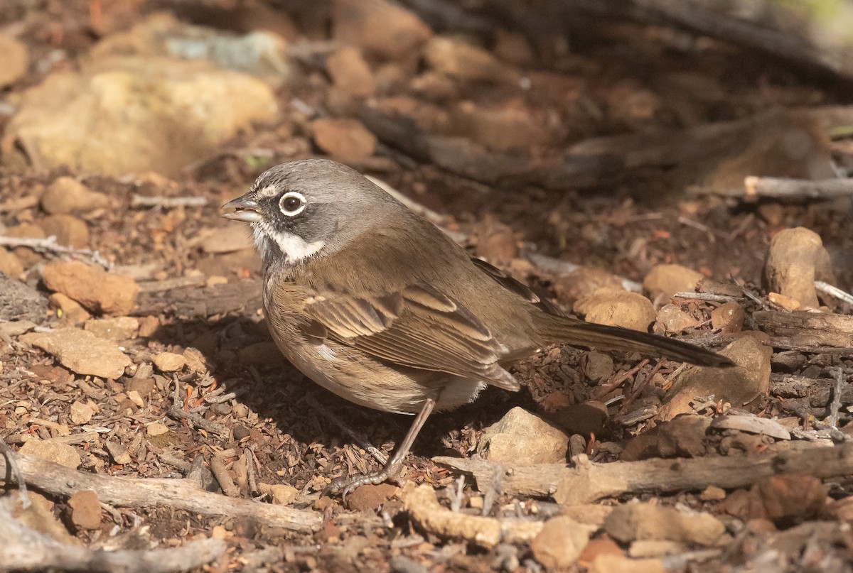 Bell's Sparrow - ML629854792