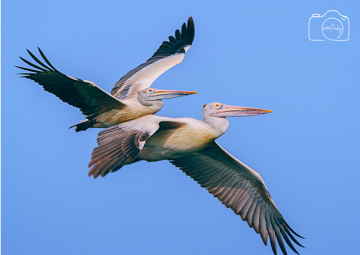 Spot-billed Pelican - ML629854911
