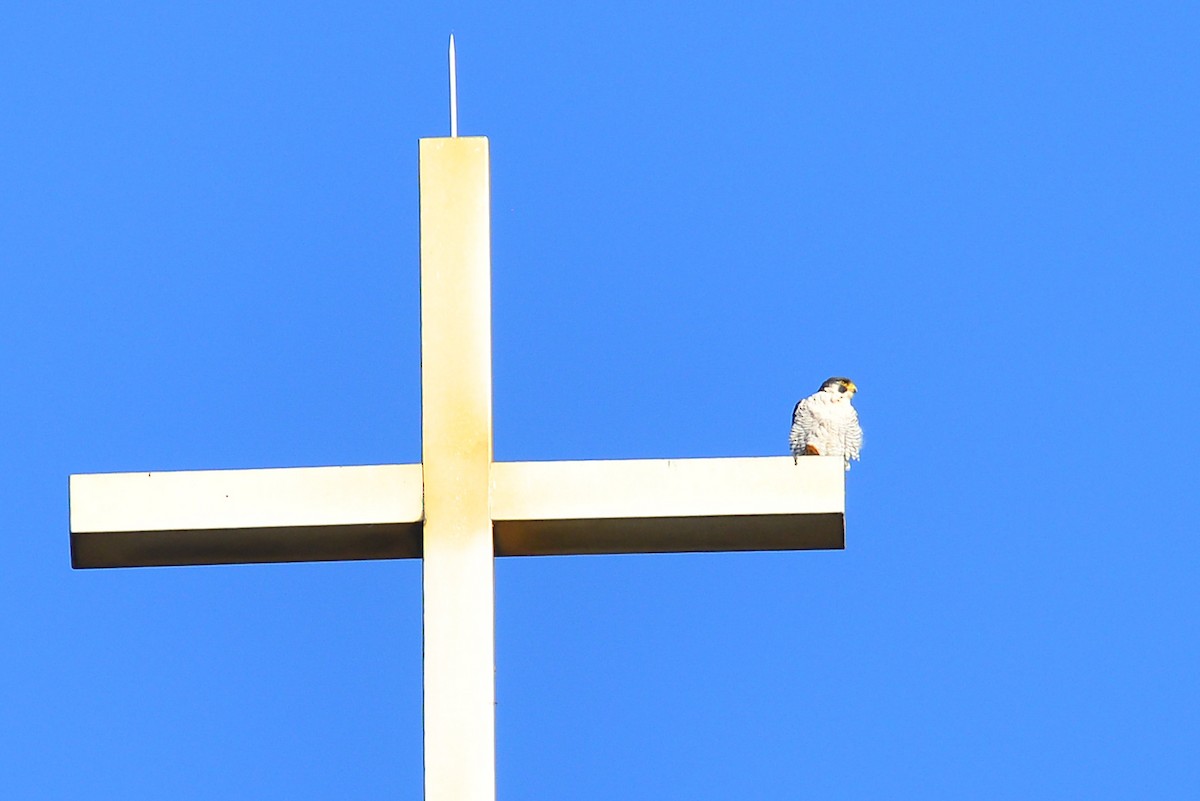 Peregrine Falcon - George Chiu