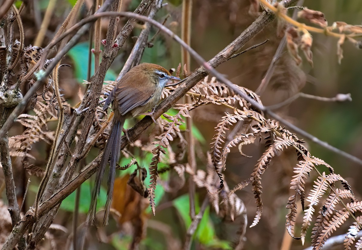 Rufous-crowned Prinia - ML629855170