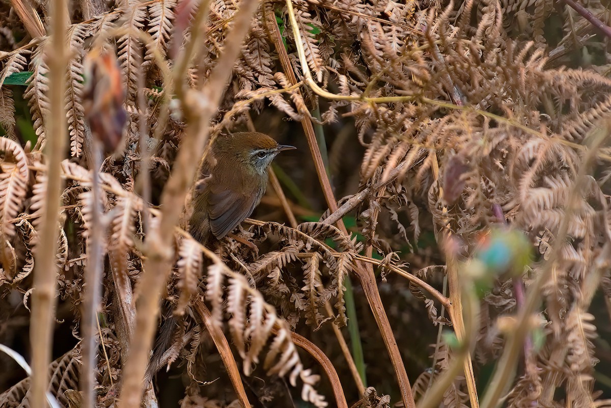 Rufous-crowned Prinia - ML629855176
