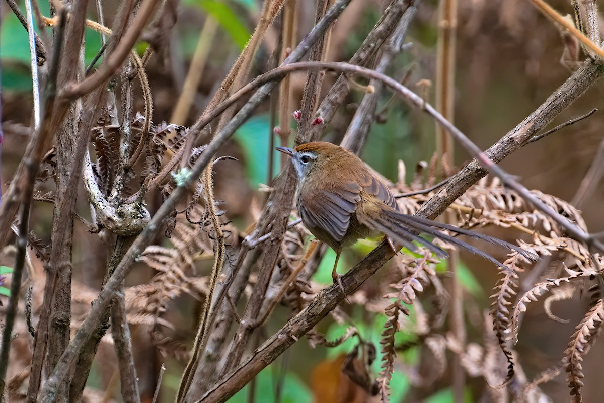 Rufous-crowned Prinia - ML629855177