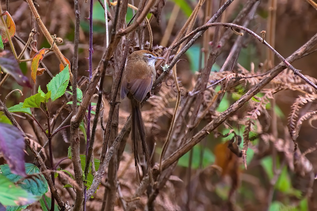 Rufous-crowned Prinia - ML629855179