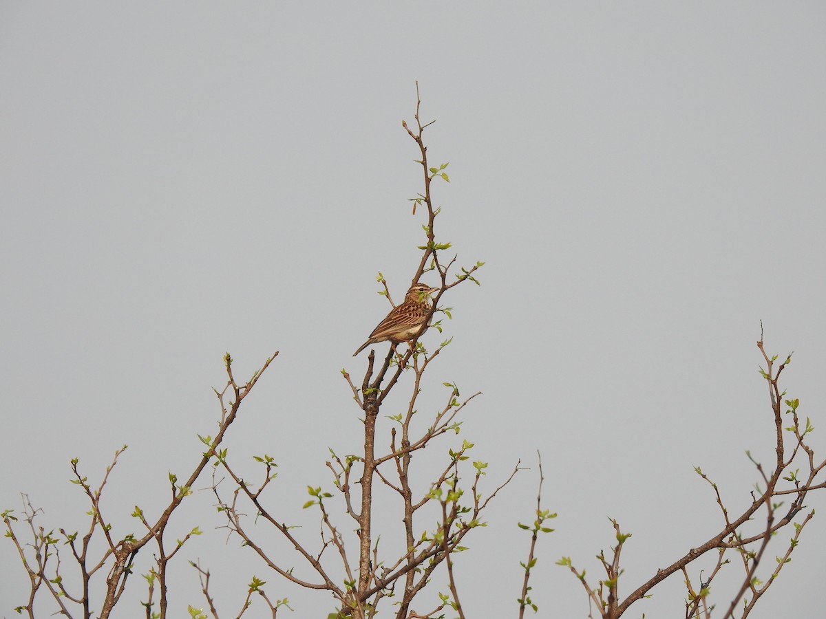Monotonous Lark - ML629855255
