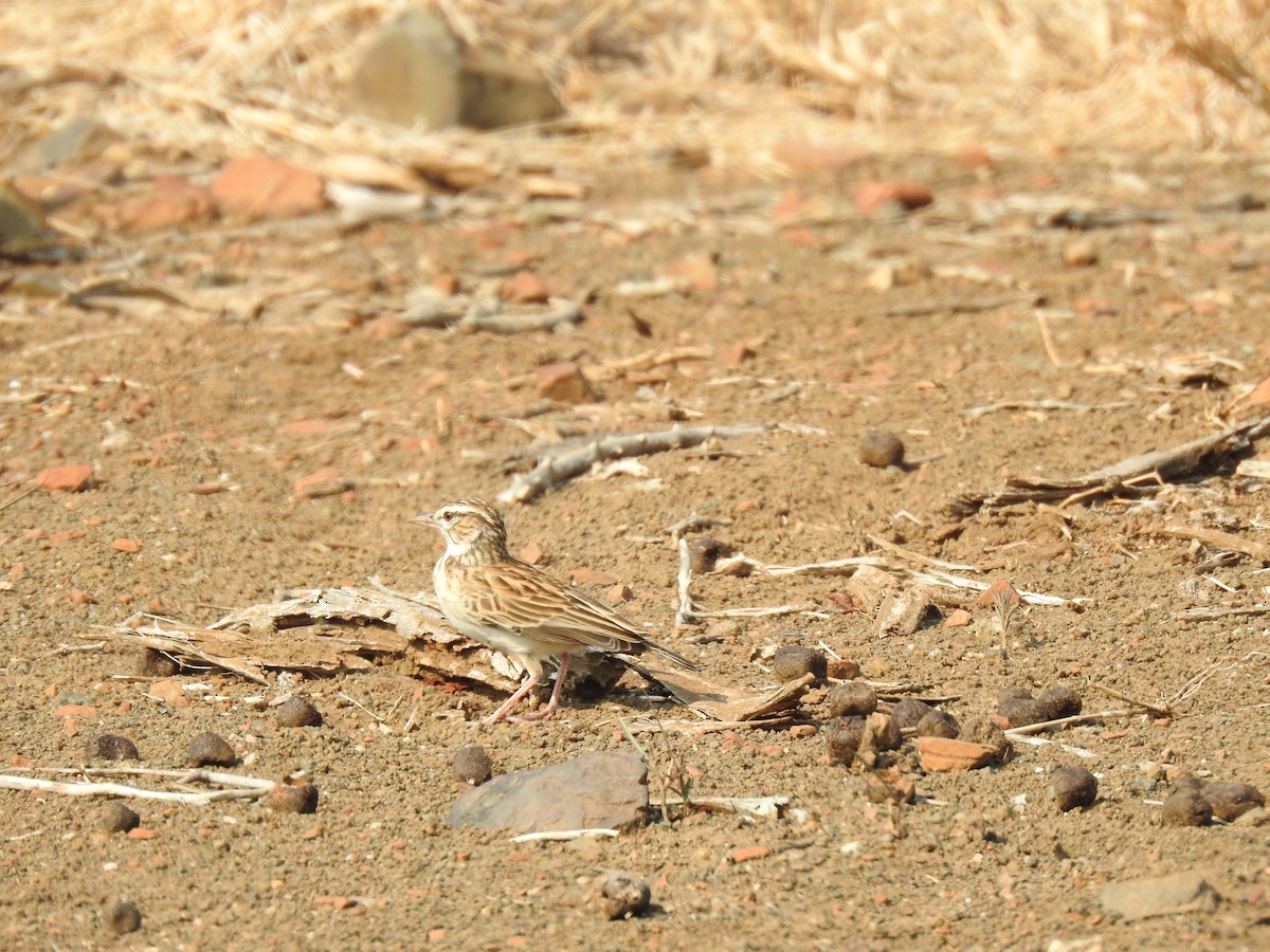 Monotonous Lark - ML629855302