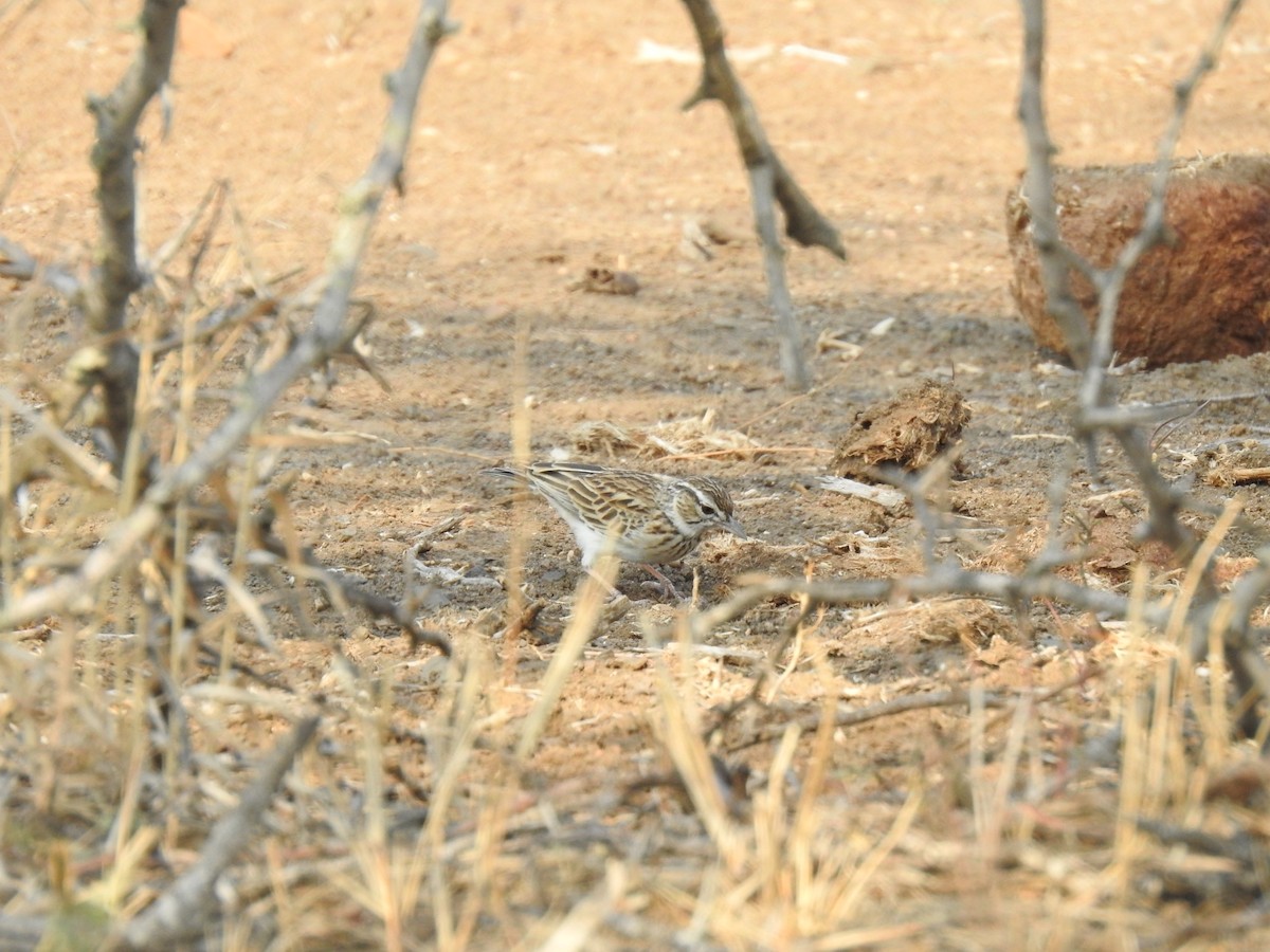 Monotonous Lark - ML629855303