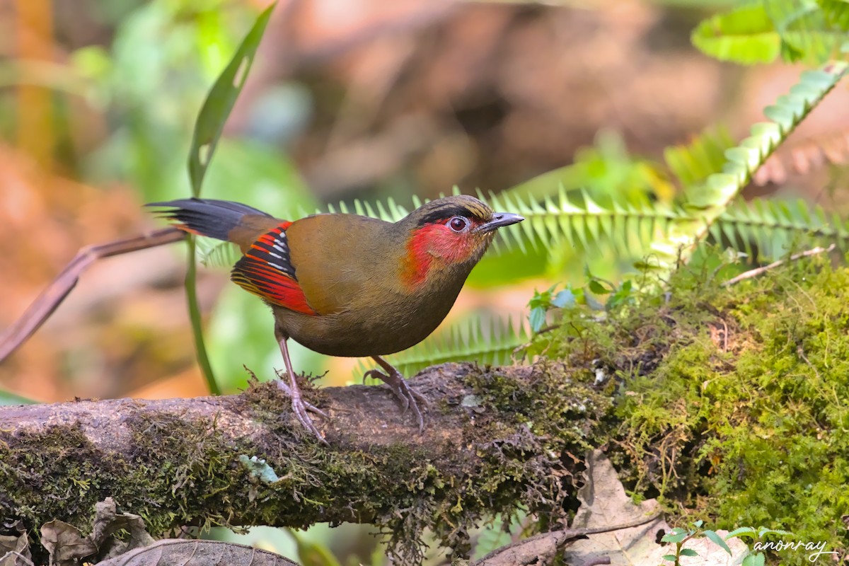 Gül Yanaklı Gevezeardıç - ML629855461