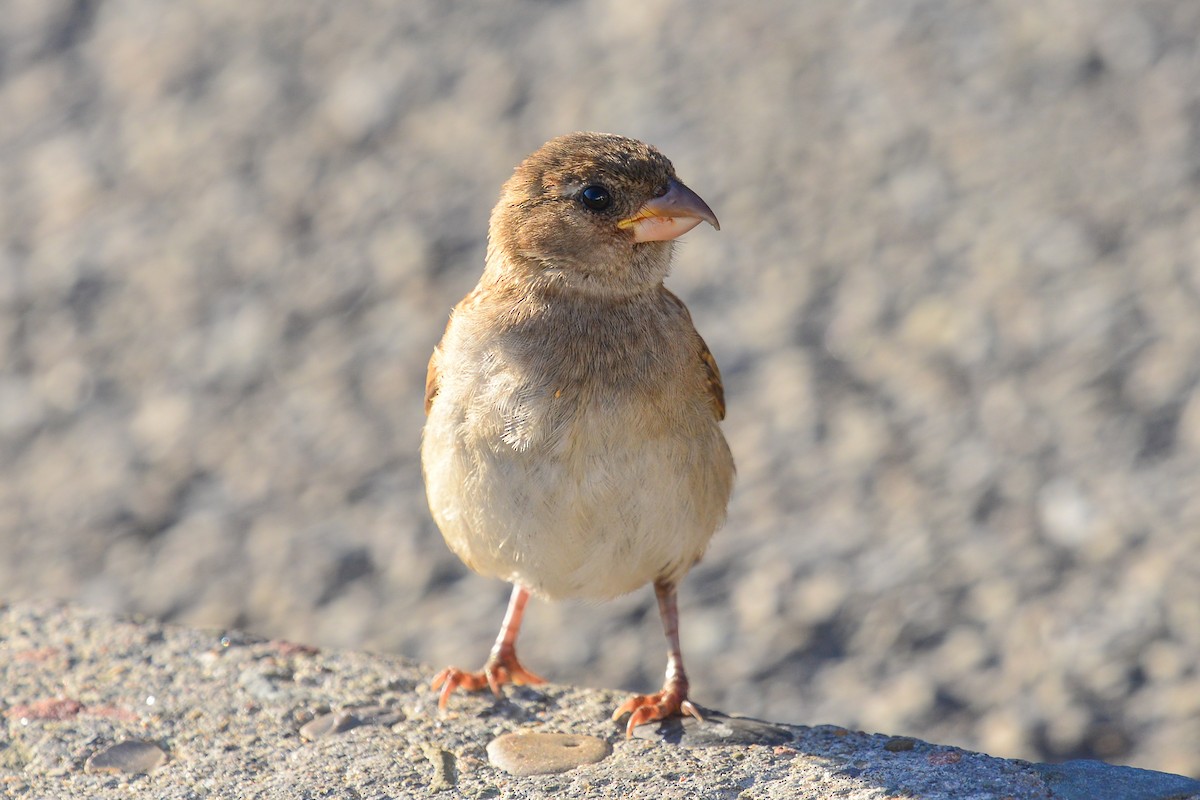 House Sparrow - ML62985551