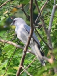 Indian Cuckooshrike - ML629855658