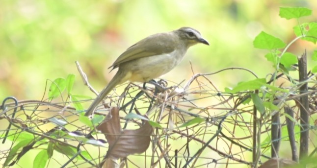 White-browed Bulbul - ML629855674